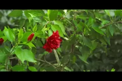 Direção De Fotografia - Filme Comercial